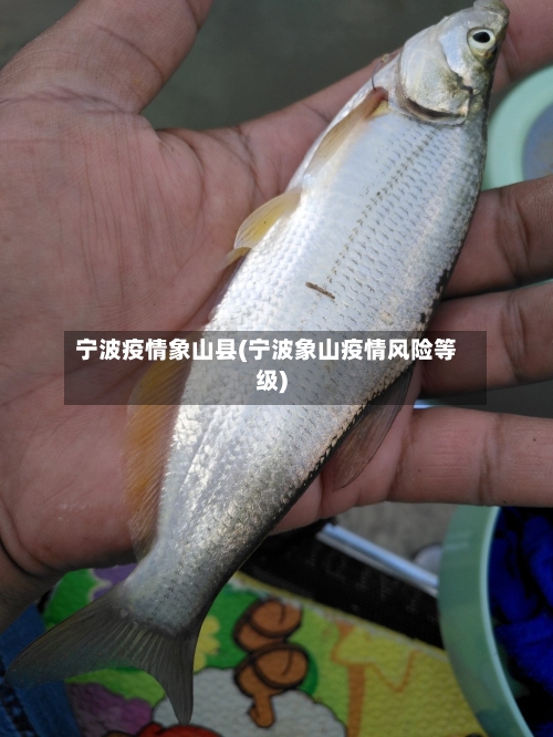 宁波疫情象山县(宁波象山疫情风险等级)-第2张图片