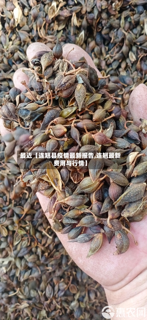 最近【连翘县疫情最新报告,连翘最新费用与行情】-第2张图片