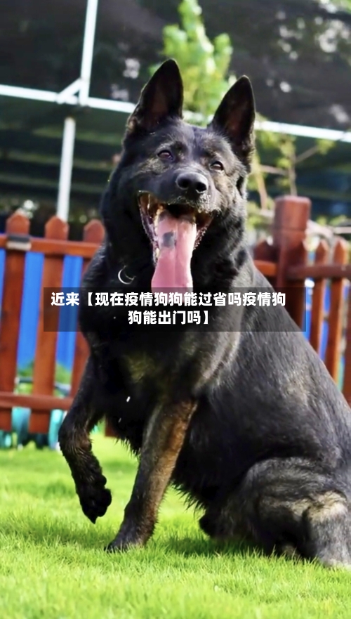 近来【现在疫情狗狗能过省吗疫情狗狗能出门吗】