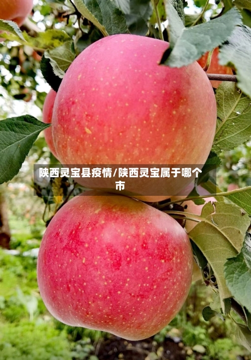 陕西灵宝县疫情/陕西灵宝属于哪个市