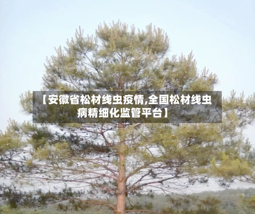 【安徽省松材线虫疫情,全国松材线虫病精细化监管平台】-第2张图片